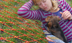my-dog